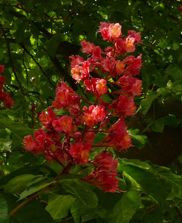 Red Buckeye bloom.  Photo by Smiles.