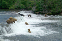 Katmai brown bears f NPS website